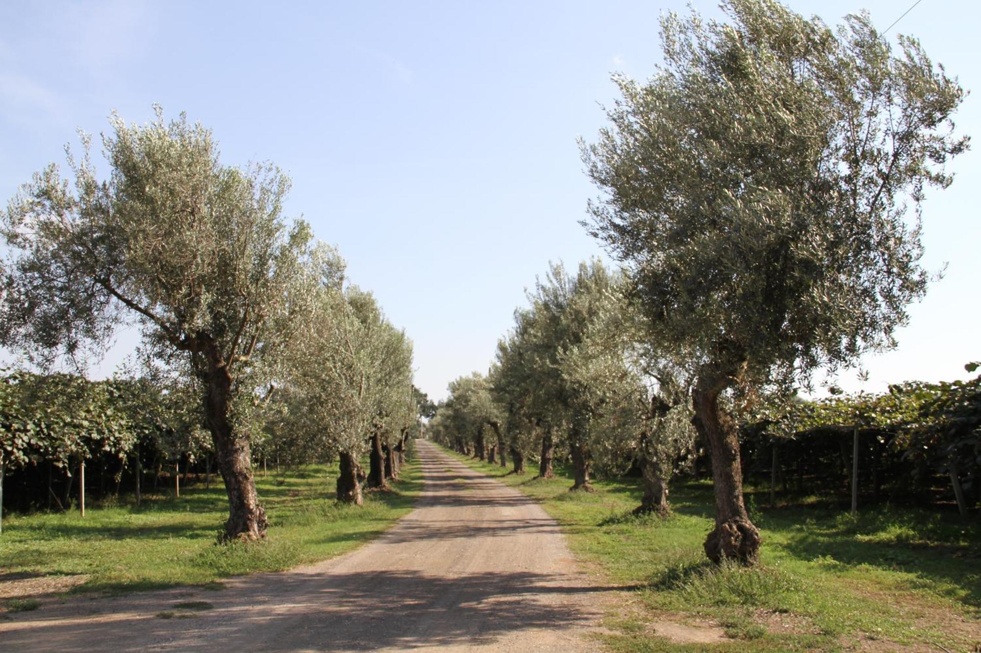 Agriturismo Ali E Radici Чистерна ди Латина Екстериор снимка